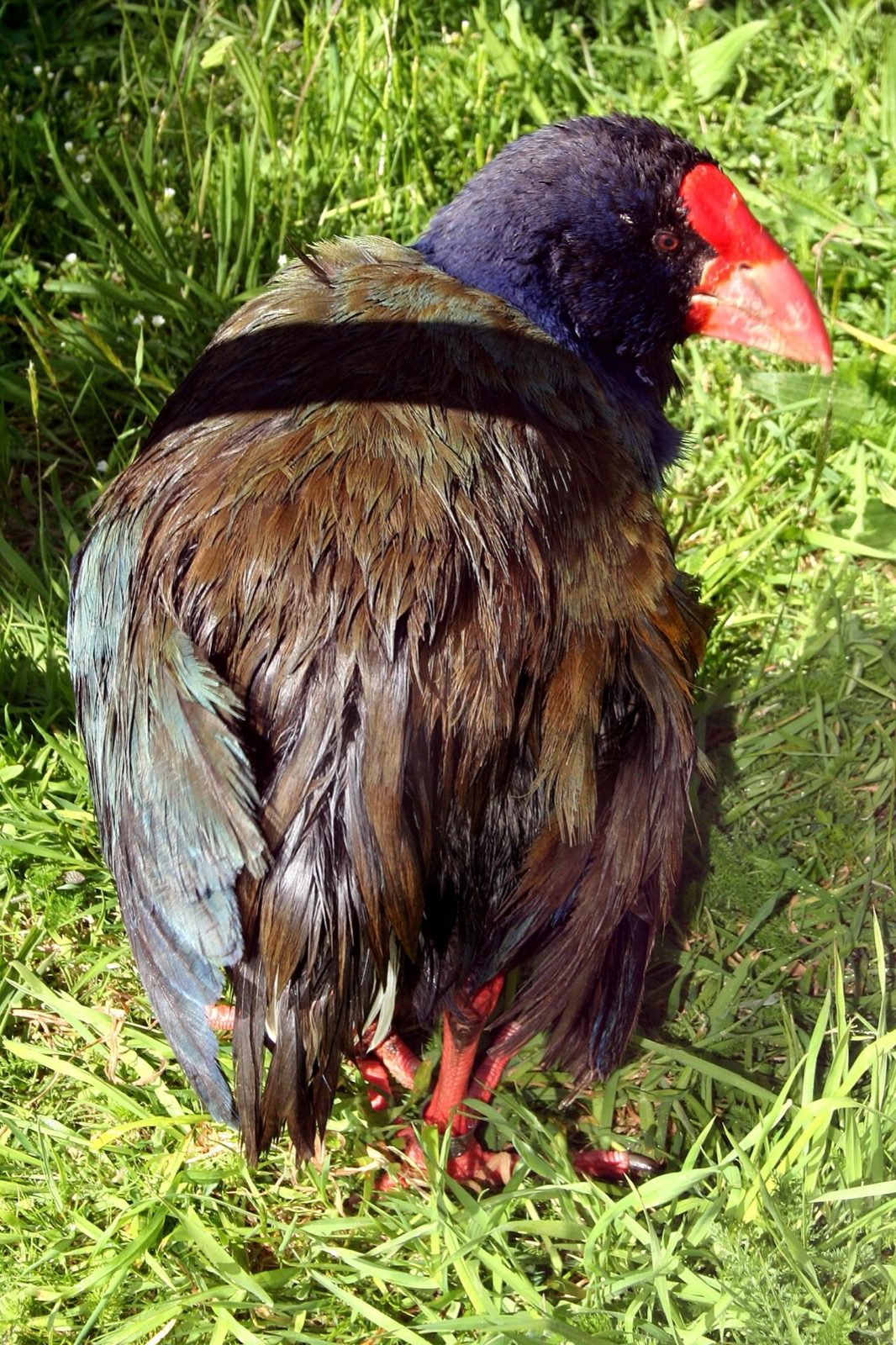 A takahē, the flightless native bird once thought extinct