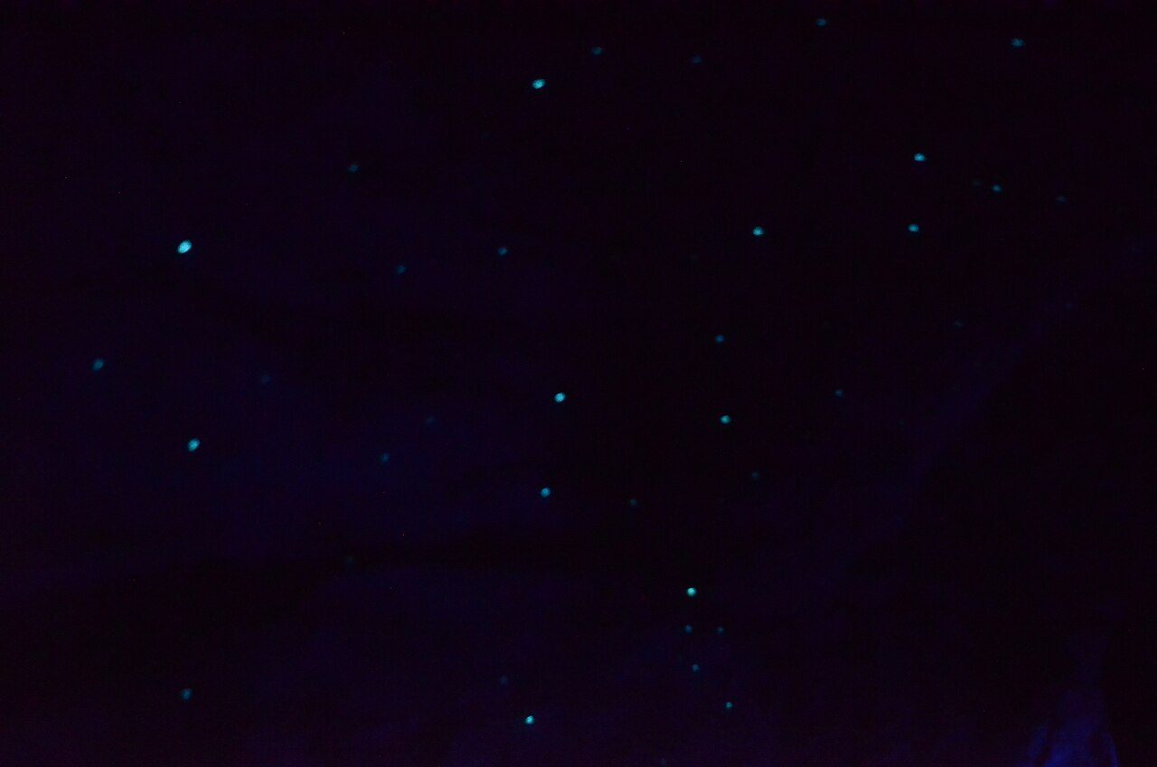 Glowworms lighting up a dark cave ceiling